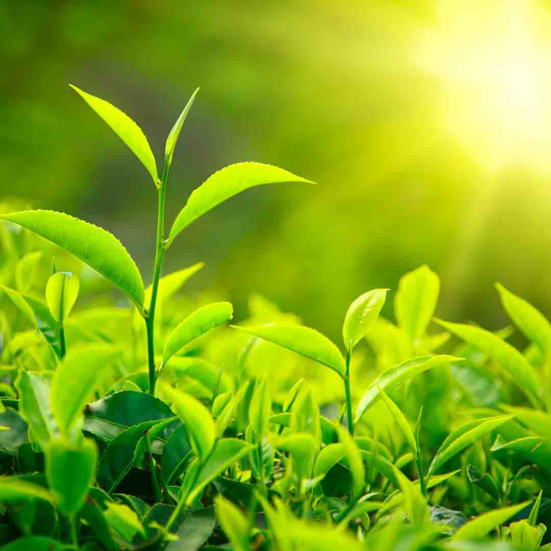 Tea Tree image 1