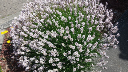 Lavender Live Plant Melissa 4" Size Pots