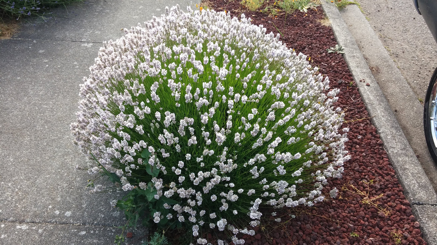 Lavender Live Plant Melissa 4" Size Pots