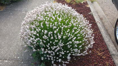 Lavender Live Plant Melissa 4" Size Pots