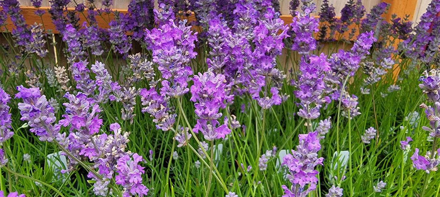 Lavender Live Plant Royal Velvet Herb 3.5" Size Pot