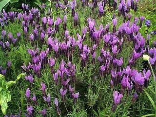 Lavender Live Plants Spanish