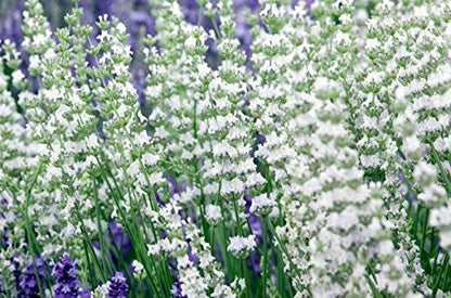 Lavender Live Plant White Spike