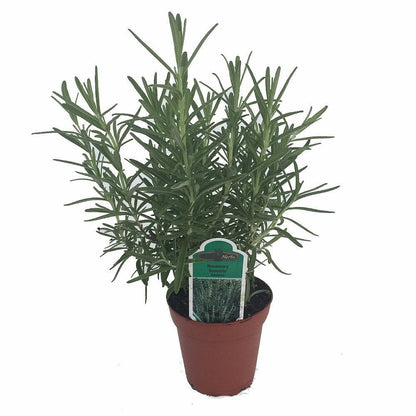 Rosemary Live Plant Arp