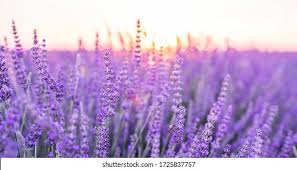 French Lavender image 1