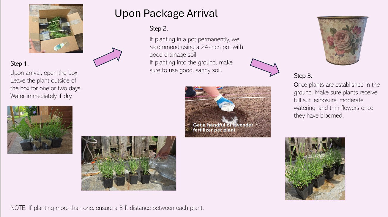 Lavender French Provence - 2.5QT Size Pot