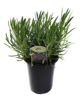 Lavender French Provence - 2.5QT Size Pot