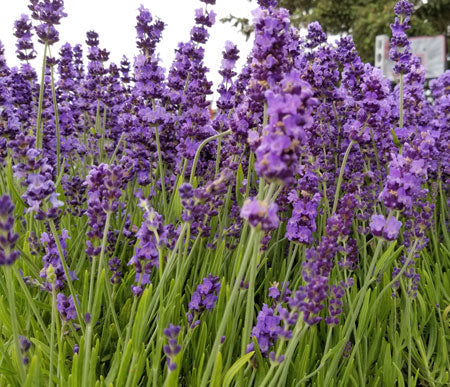 English Culinary Lavender Buds