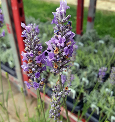 Lavender French Provence - 2.5QT Size Pot